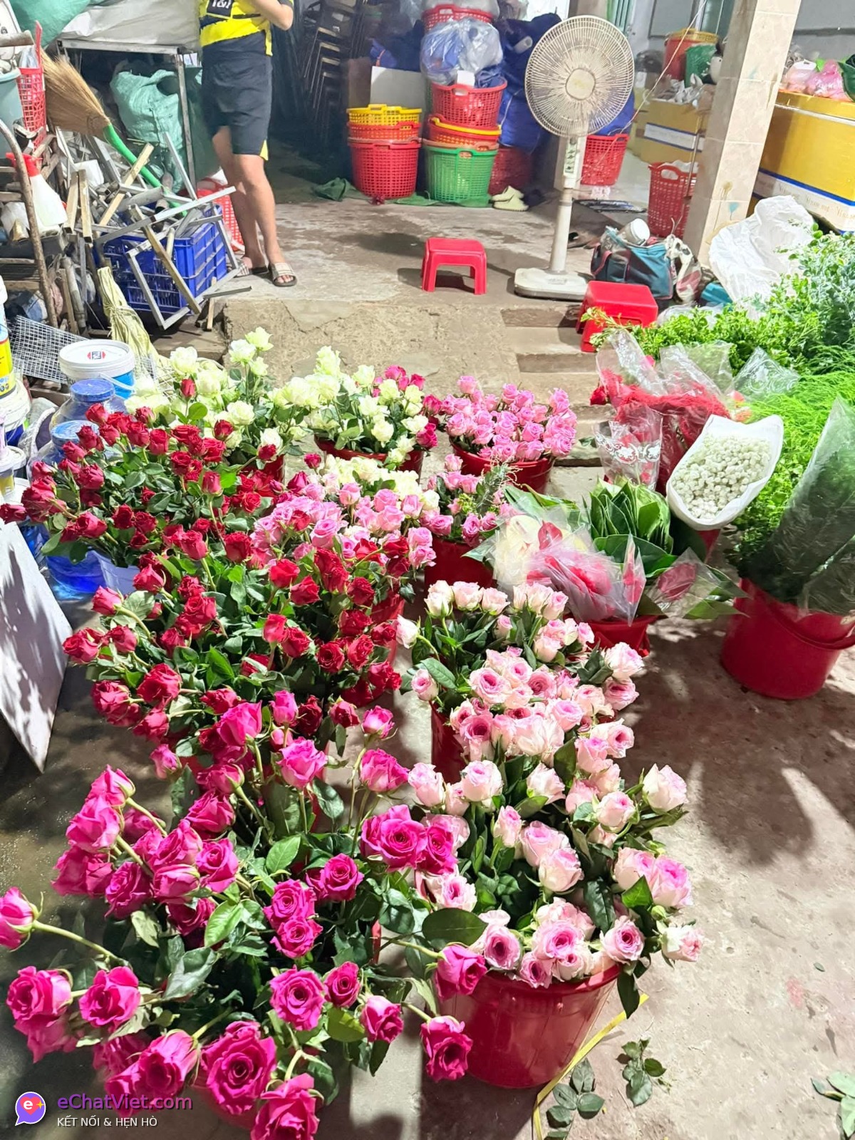 Nhật Tú, 28 tuổi, thành viên eChatViet