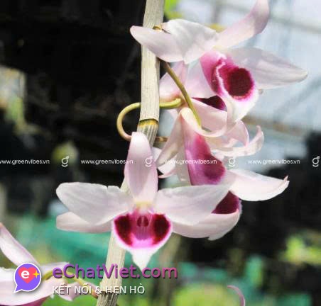 PHƯƠNG THẢO MY