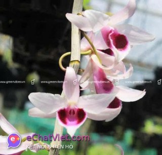 PHƯƠNG THẢO MY