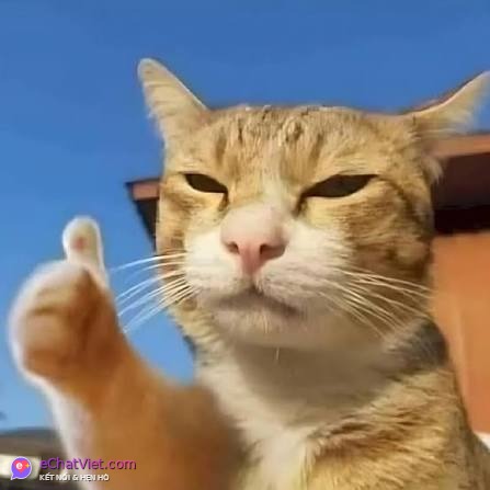San Hai, 26 tuổi, thành viên eChatViet